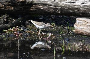 081 Sandpiper, Spotted, 2023-05212018 Broad Meadow Brook, MA